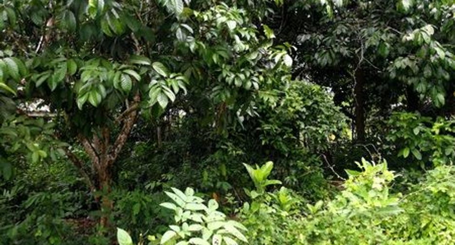 For sale land in Kapho, Pattani