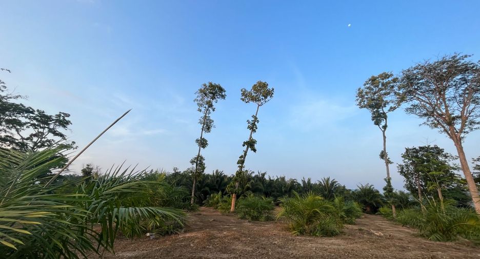 出售 土地 在 Takua Thung, Phangnga