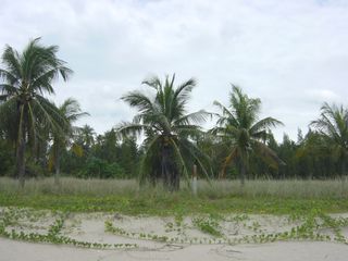 For rent and for sale land in Thap Sakae, Prachuap Khiri Khan