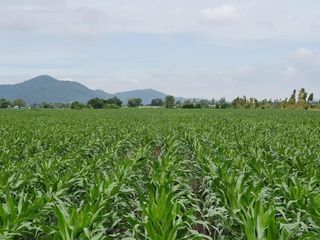 For sale land in Phatthana Nikhom, Lopburi
