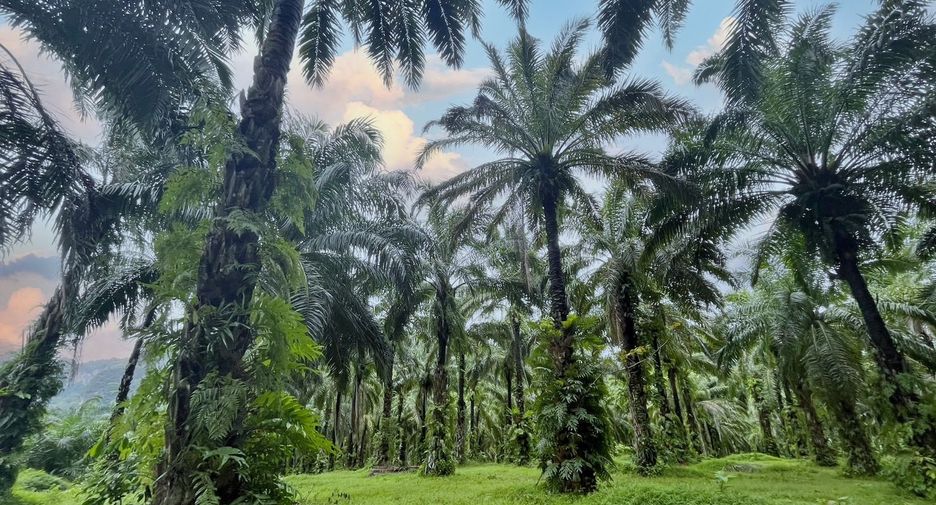 For rent land in Mueang Krabi, Krabi