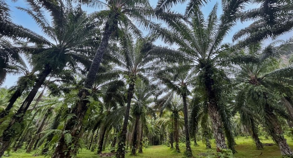 For rent land in Mueang Krabi, Krabi