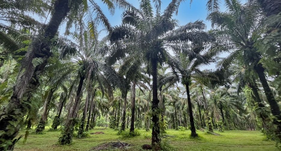 For rent land in Mueang Krabi, Krabi
