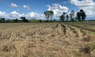 For sale land in Phu Sang, Phayao