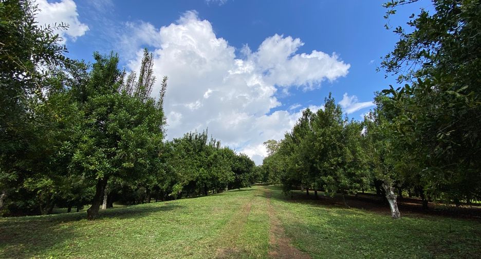 For sale land in Wiang Pa Pao, Chiang Rai