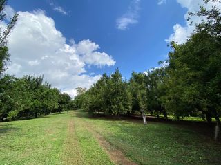 For sale land in Wiang Pa Pao, Chiang Rai