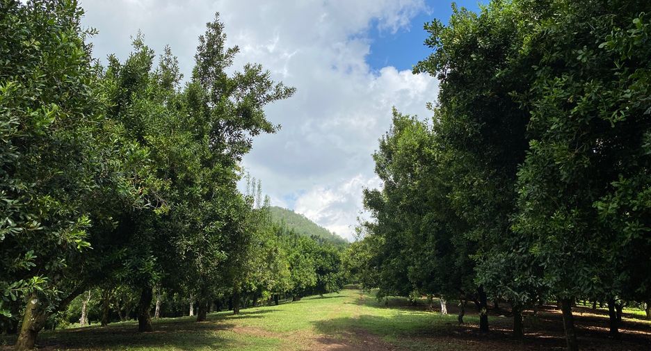 For sale land in Wiang Pa Pao, Chiang Rai