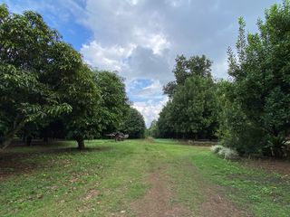 For sale land in Wiang Pa Pao, Chiang Rai