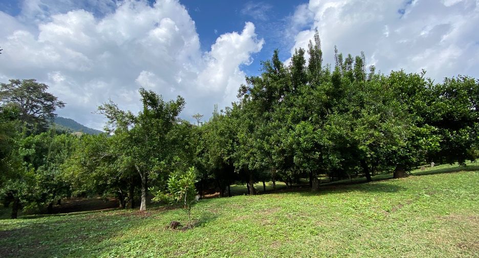 For sale land in Wiang Pa Pao, Chiang Rai