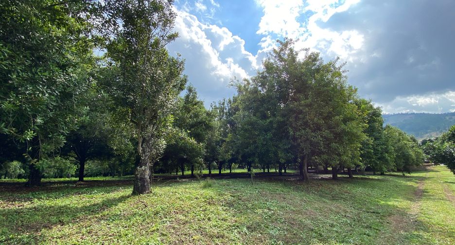 For sale land in Wiang Pa Pao, Chiang Rai
