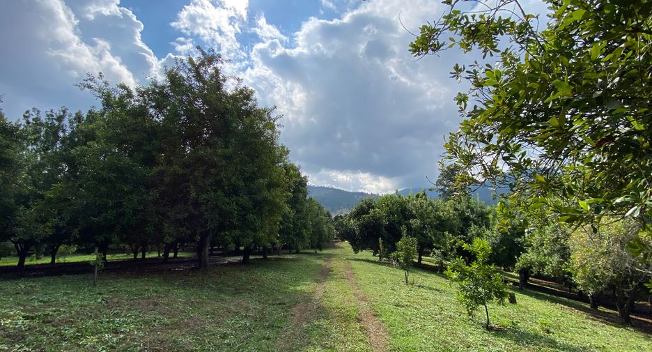 For sale land in Wiang Pa Pao, Chiang Rai