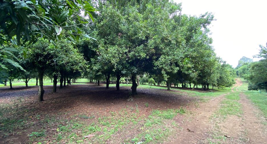 For sale land in Wiang Pa Pao, Chiang Rai