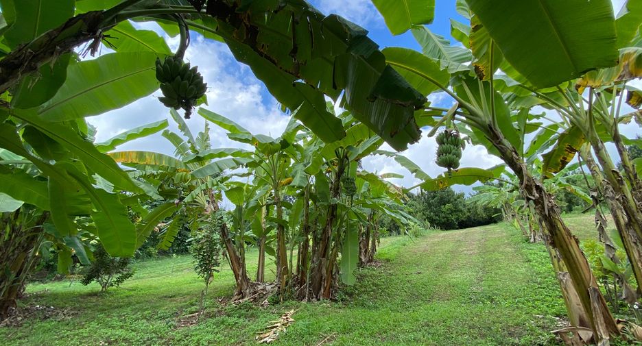 For sale land in Wiang Pa Pao, Chiang Rai