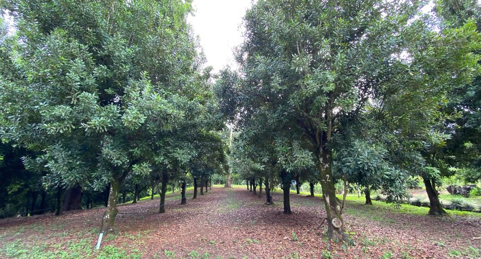 For sale land in Wiang Pa Pao, Chiang Rai