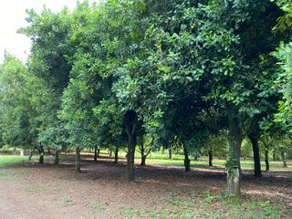 For sale land in Wiang Pa Pao, Chiang Rai