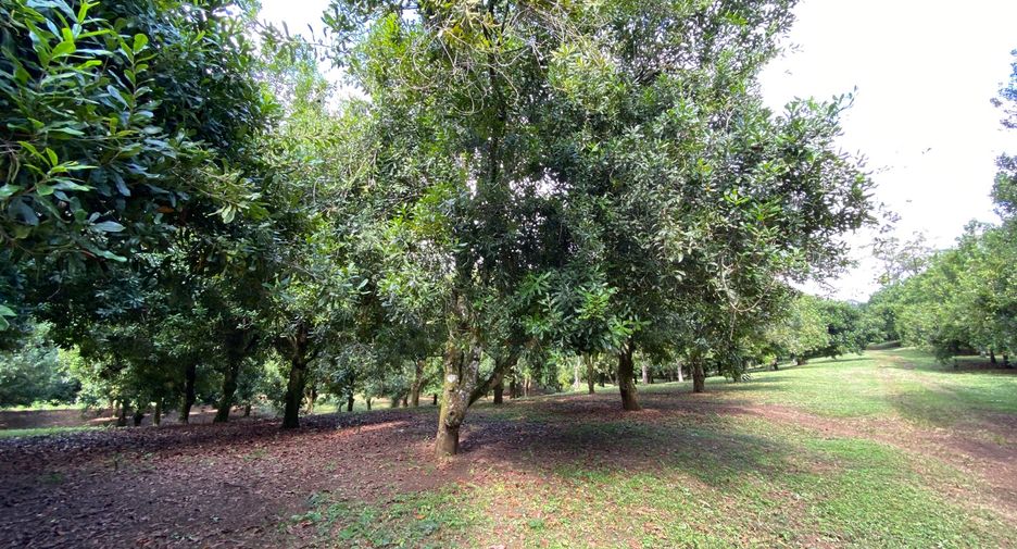 For sale land in Wiang Pa Pao, Chiang Rai