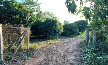 For sale land in Chiang Kham, Phayao