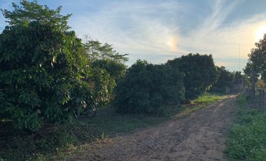 For sale land in Chiang Kham, Phayao