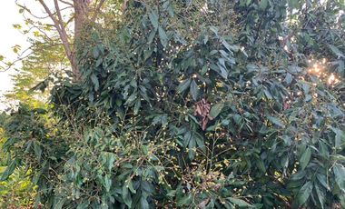 For sale land in Chiang Kham, Phayao
