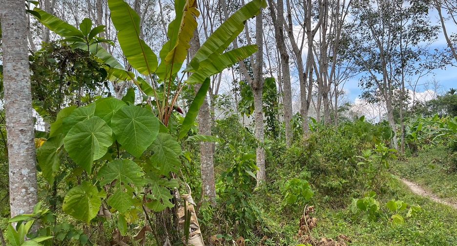 For sale land in Thalang, Phuket