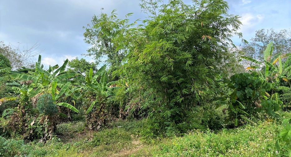 For sale land in Thalang, Phuket