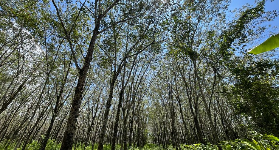 For sale land in Thai Mueang, Phang Nga