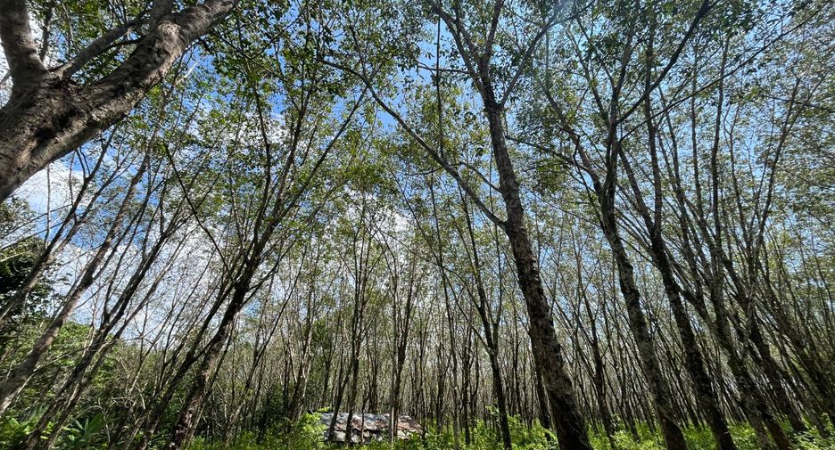 For sale land in Thai Mueang, Phang Nga