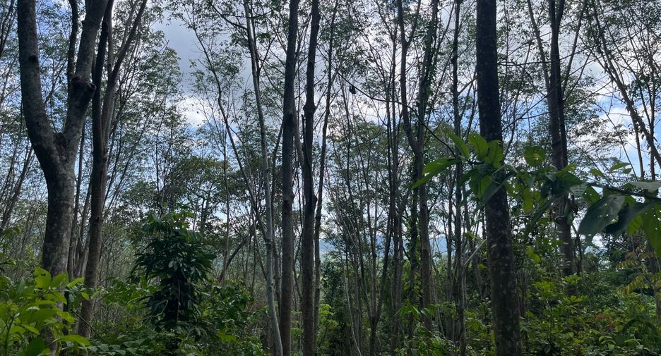 出售 土地 在 Takua Thung, Phangnga