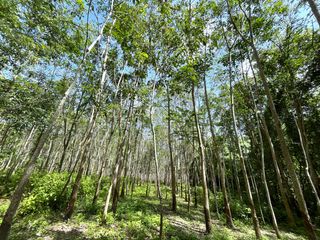 For sale land in Takua Thung, Phang Nga