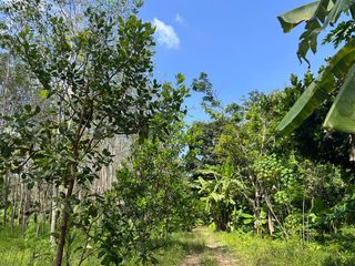 For sale land in Takua Thung, Phang Nga
