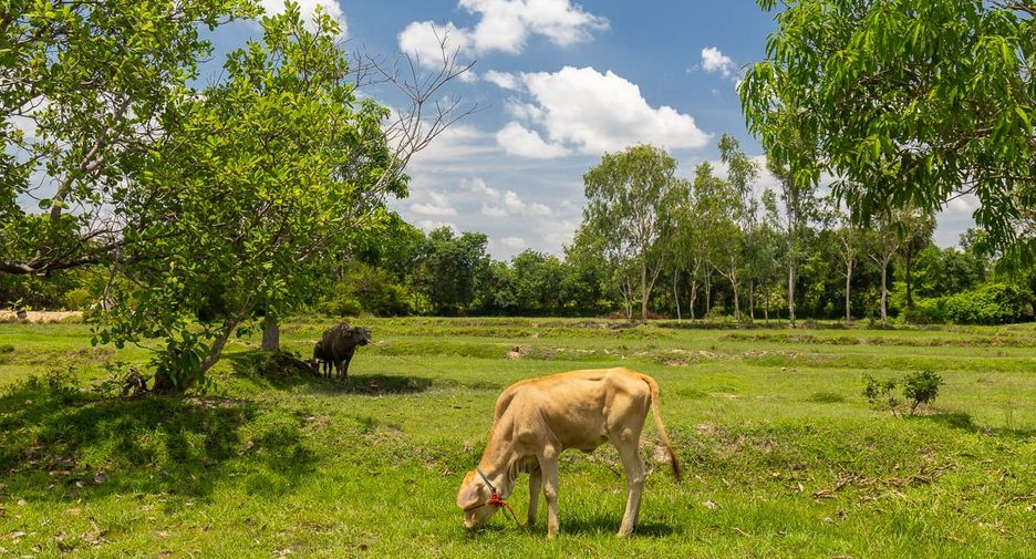 For sale land in Mueang Ubon Ratchathani, Ubon Ratchathani