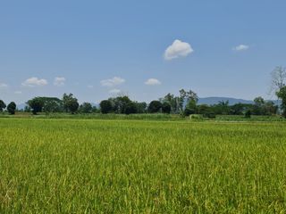 For rent land in Mueang Chiang Rai, Chiang Rai