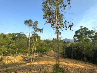 For rent and for sale land in Takua Thung, Phang Nga