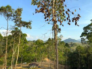For rent and for sale land in Takua Thung, Phang Nga