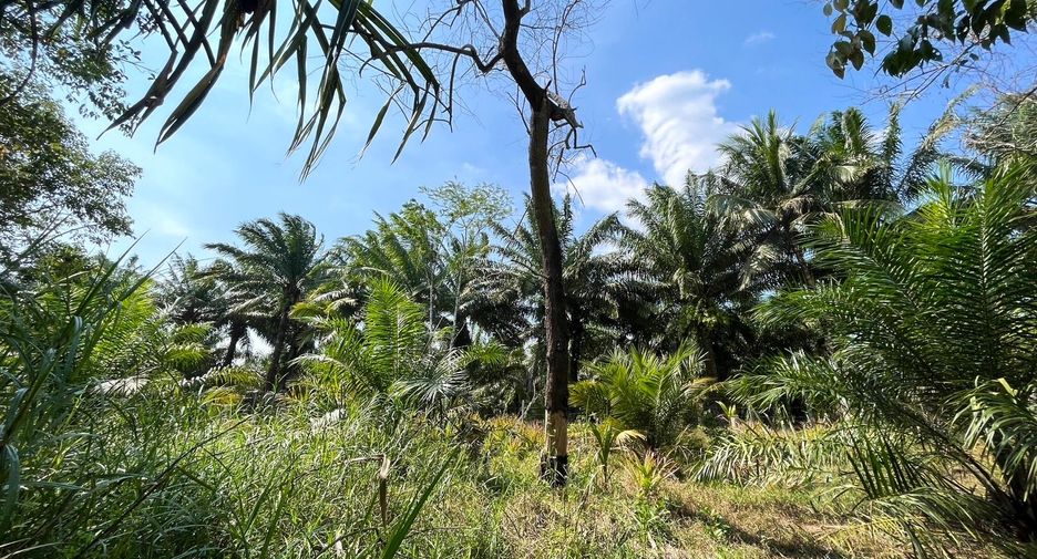 For sale land in Takua Pa, Phang Nga