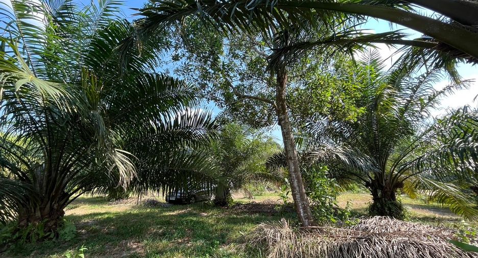 For sale land in Takua Pa, Phang Nga