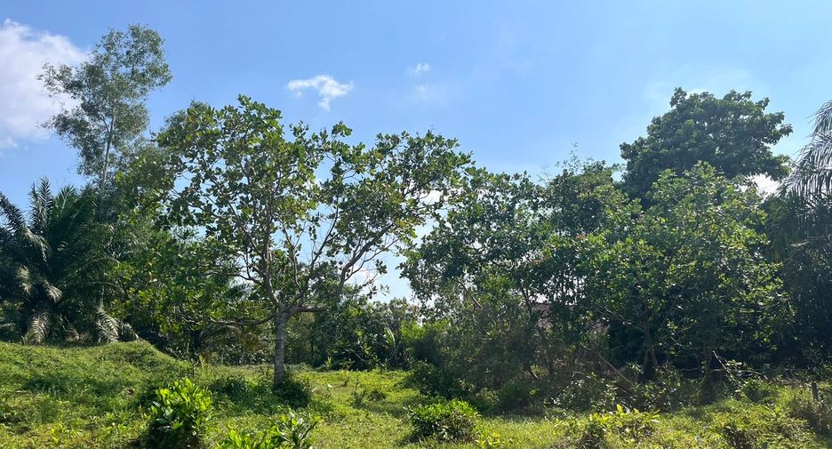 For sale land in Takua Pa, Phang Nga