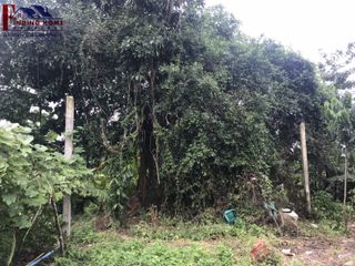 For sale land in Phrasaeng, Surat Thani