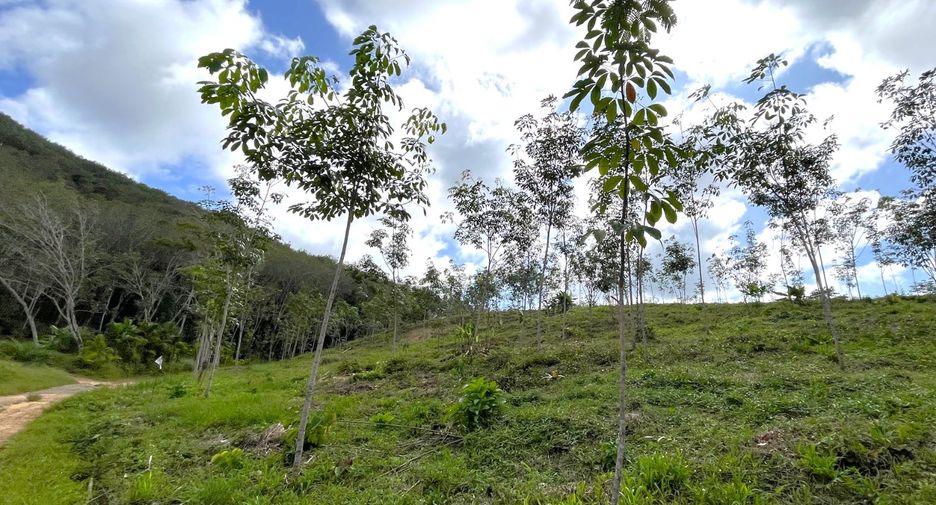 For sale land in Takua Thung, Phang Nga