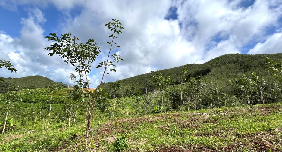 For sale land in Takua Thung, Phang Nga