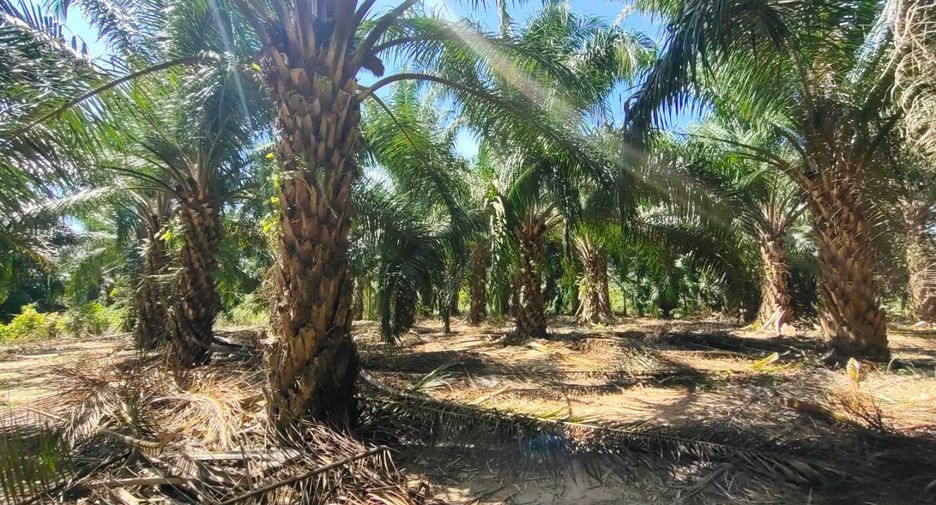 For sale land in Khura Buri, Phang Nga