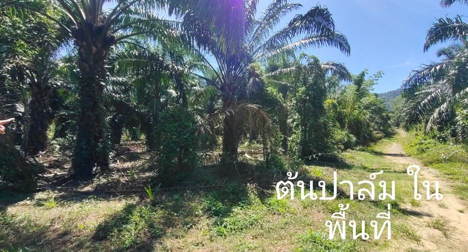For sale land in Khura Buri, Phang Nga