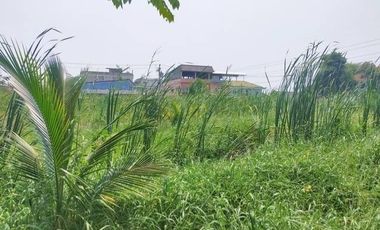 ขาย ที่ดิน ใน หนองแขม, กรุงเทพฯ