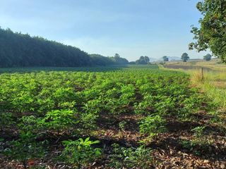For sale land in Nong Yai, Chonburi