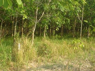 Продажа Участок в Mueang Yasothon, Yasothon