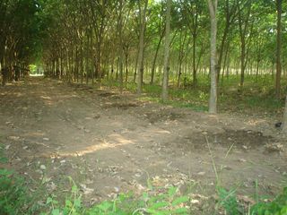 Продажа Участок в Mueang Yasothon, Yasothon