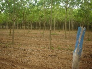 Продажа Участок в Mueang Yasothon, Yasothon