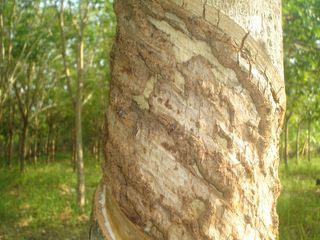 Продажа Участок в Mueang Yasothon, Yasothon
