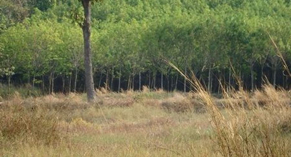 À vendre terrain à Loeng Nok Tha, Yasothon