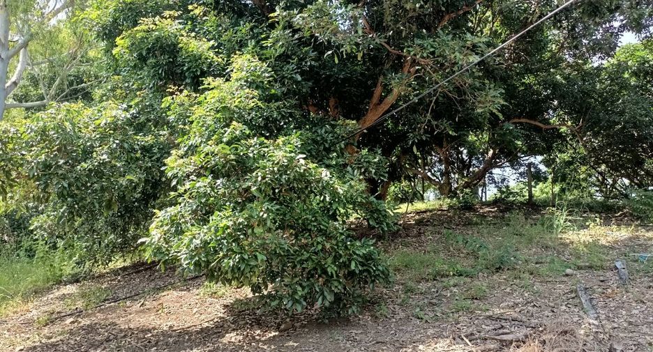 出售 土地 在 Khao Khitchakut, Chanthaburi